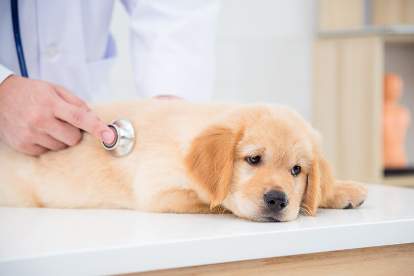 犬の腎臓病（腎不全）ってどんな病気なの？症状などは？
