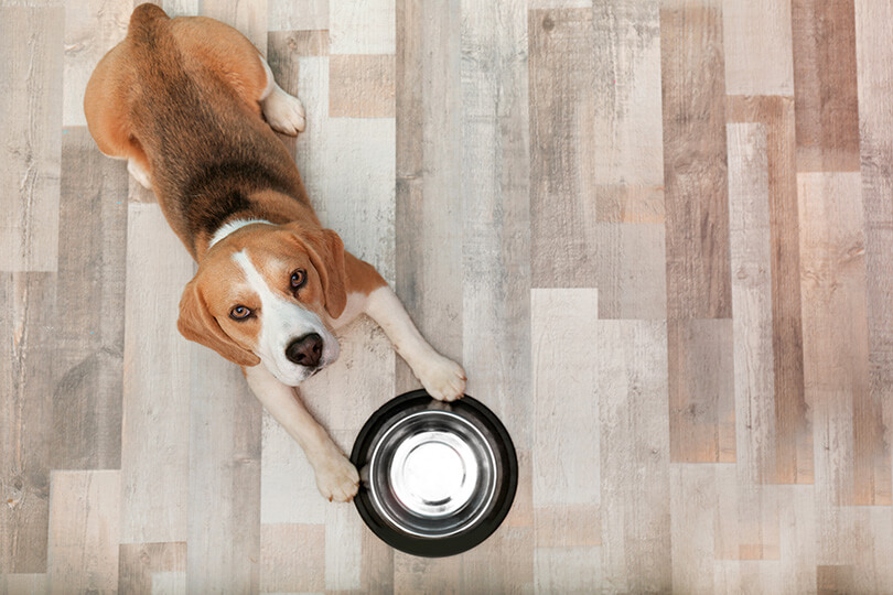 腎臓病（腎不全）の犬におすすめの食事療法のポイントを紹介！