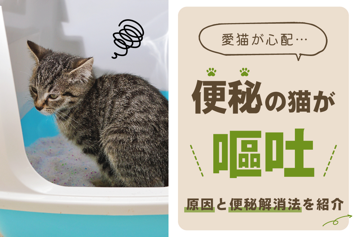 猫は便秘で嘔吐することも 原因と解消法を解説