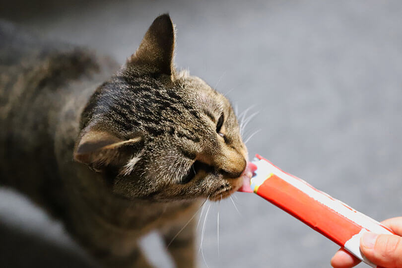 愛猫におやつを与える頻度に決まりはない