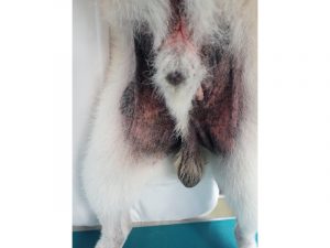 犬アトピー性皮膚炎の犬の内股