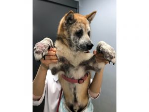犬アトピー性皮膚炎の犬の顔、脇～前足