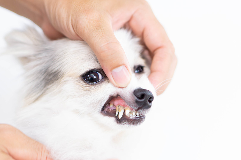 愛犬の歯磨きをしないとどうなるの？