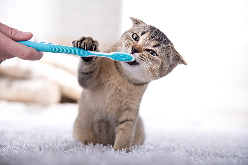 猫の歯周病予防に大切なのは歯磨き
