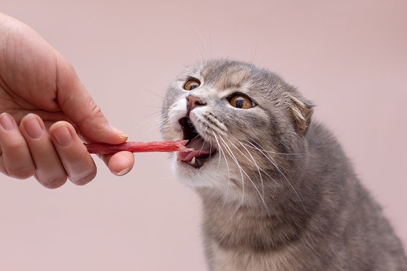 猫の歯周病対策に！歯磨きサポートグッズを紹介