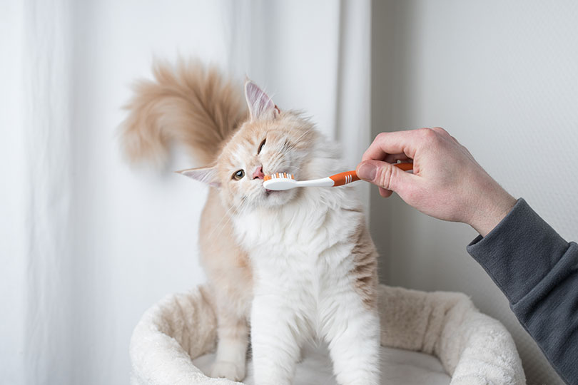 歯磨きを嫌がる猫に慣れてもらう3ステップ