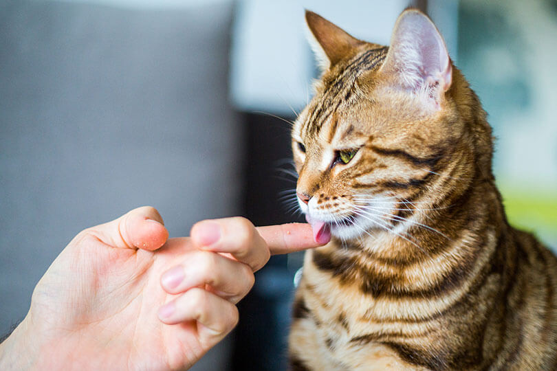 猫の歯磨きの重要性