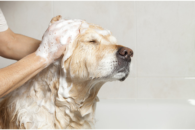 愛犬の乾燥肌対策には保湿が大事！