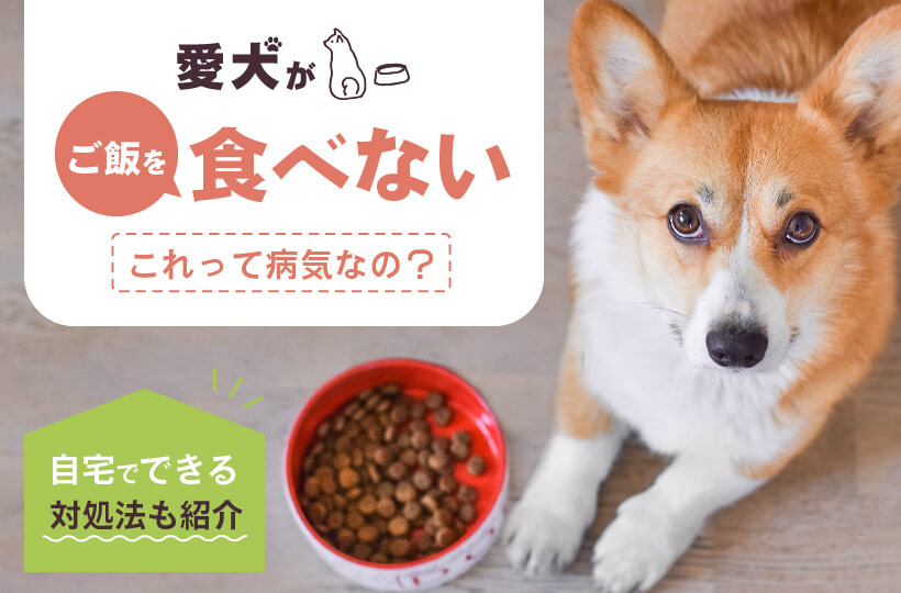 愛犬がご飯を食べない原因は 自宅でできる対処法などを紹介