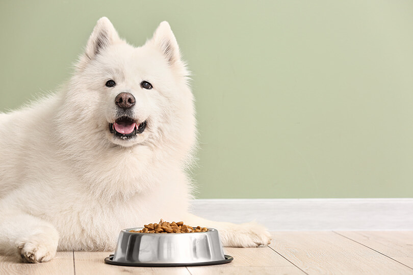犬の肥満対策と予防方法