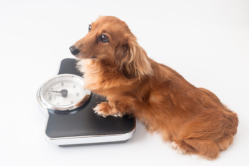 犬の避妊・去勢後はホルモンバランスの変化で太りやすくなる