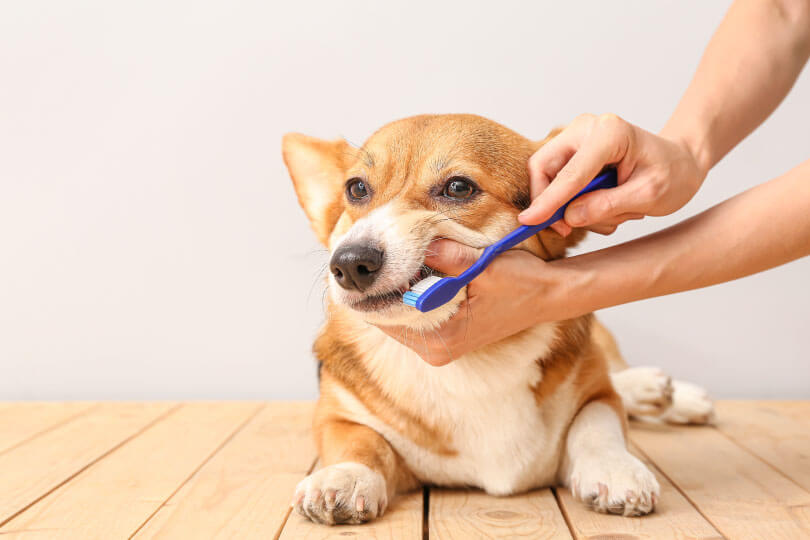 子犬から始める必要はあるの？犬の歯磨きの重要性
