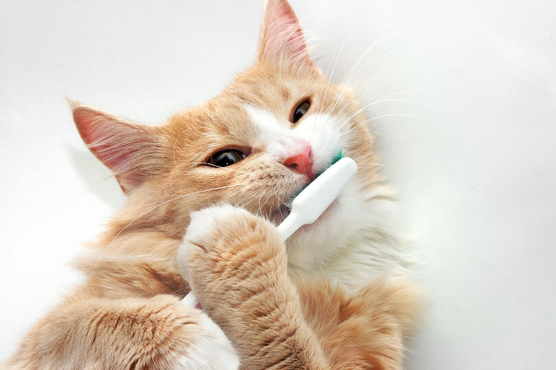 子猫の歯磨きはいつから？始めるタイミングと注意点