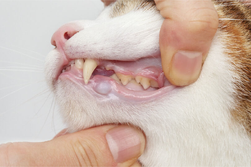 ステップ2：子猫の歯に触る