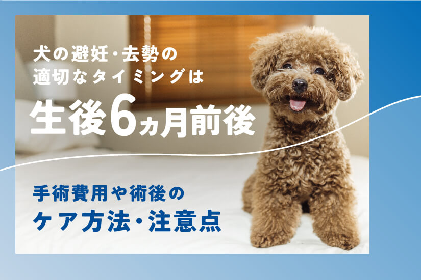 犬の避妊 去勢の時期は生後6ヶ月前後が適切 手術費用や術後のケア方法 注意点も紹介