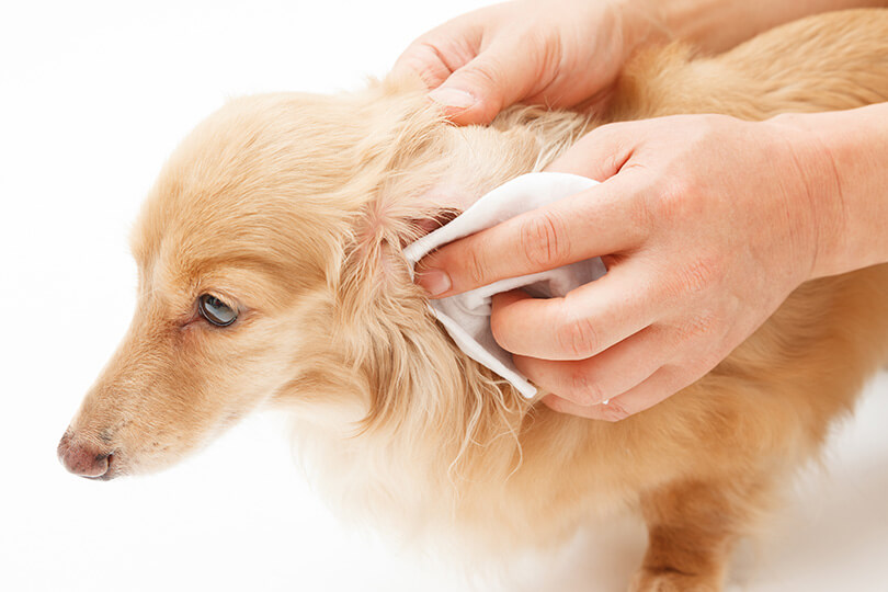 愛犬が耳掃除を嫌がる場合の対策