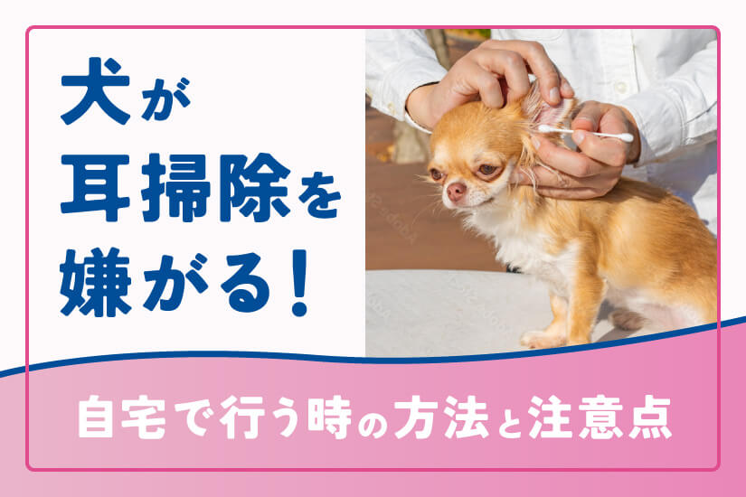 犬が耳掃除を嫌がる 自宅で行う時の方法と注意点を解説