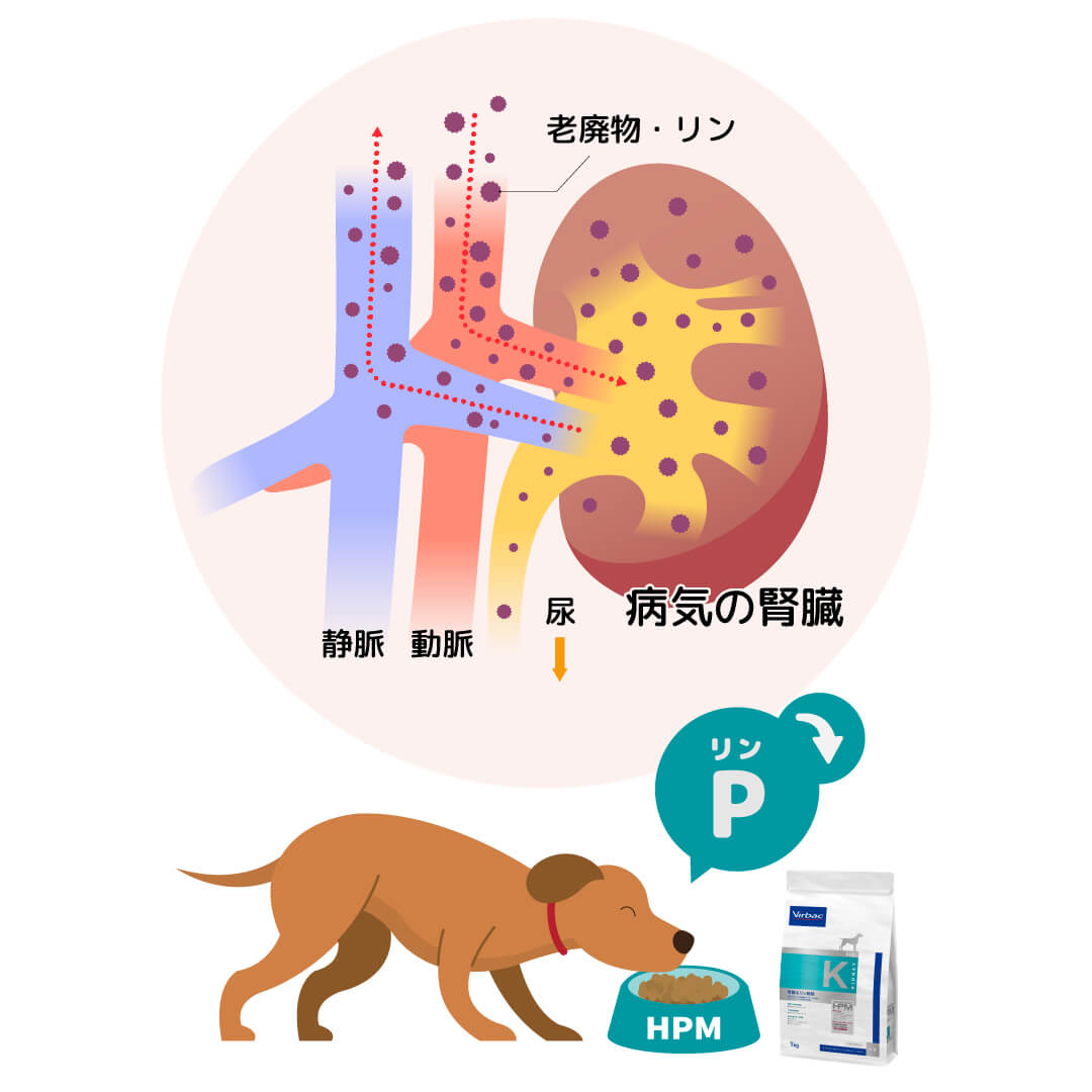 HPM腎臓&リン制限は、リンの含有量を調整することで慢性腎臓病時の腎臓機能の負担を減らすようにした、犬用の食事療法食です。