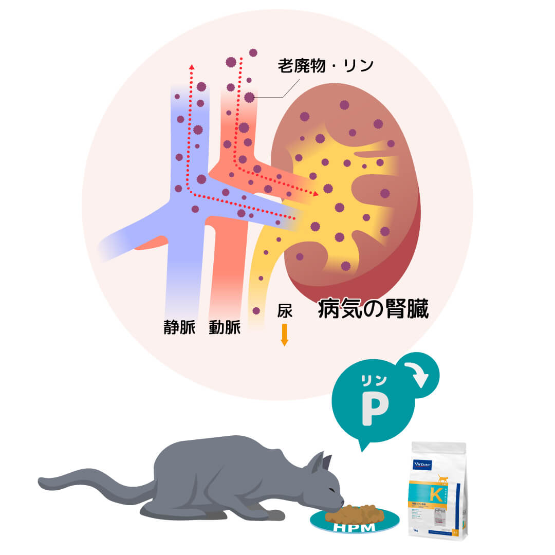 HPM腎臓&リン制限は、リンの含有量を調整することで慢性腎臓病時の腎臓機能の負担を減らすようにした、猫用の食事療法食です。