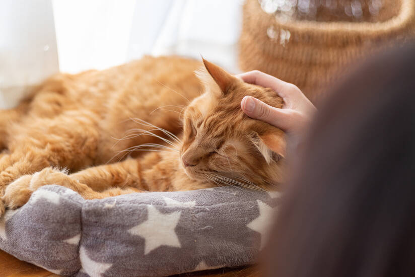 飼い主と過ごす猫