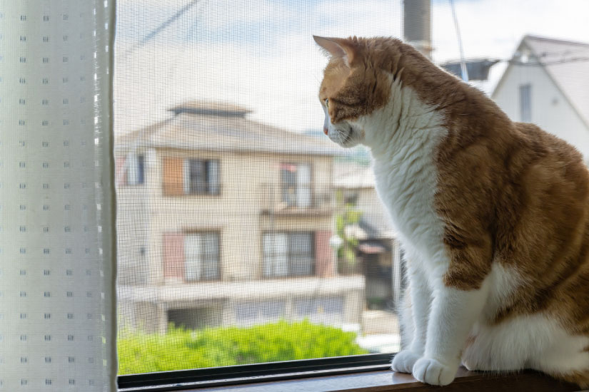 窓から外を眺めている猫