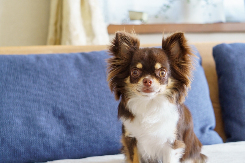 室内で過ごす犬