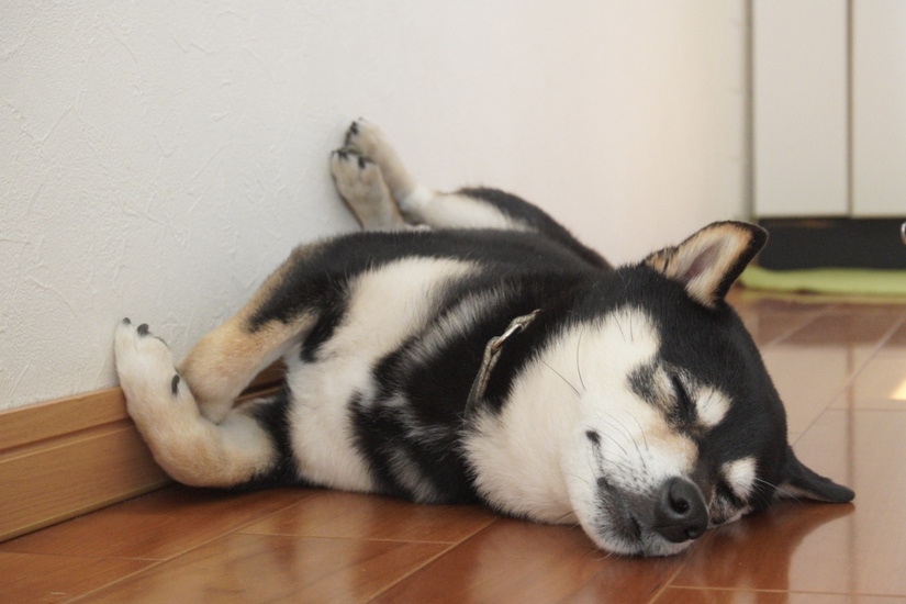 室内で過ごす犬