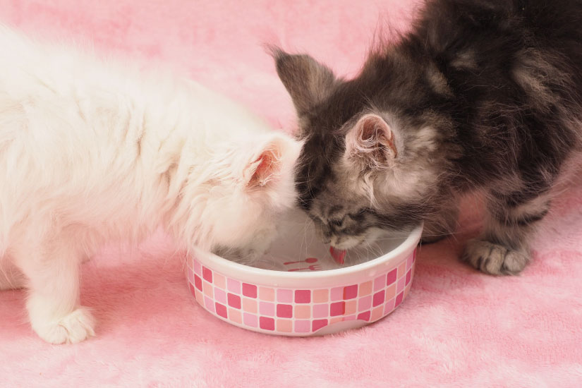 ご飯を食べる猫