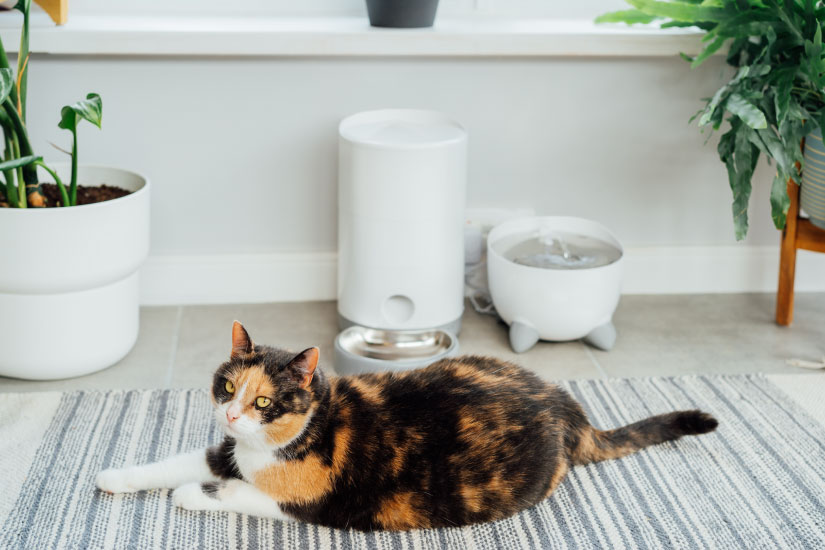 給餌器の前に座る猫