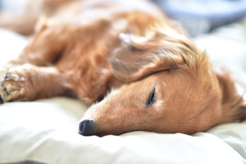 寝転がっている犬