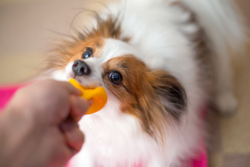 おもちゃで遊ぶ犬