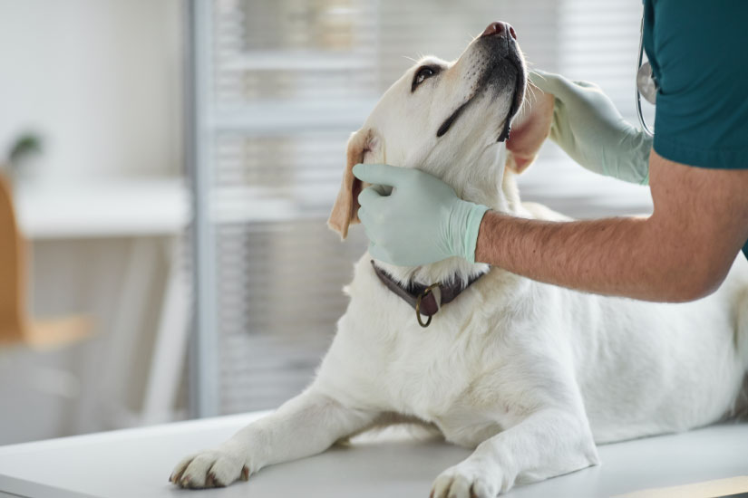 動物病院を受診する犬