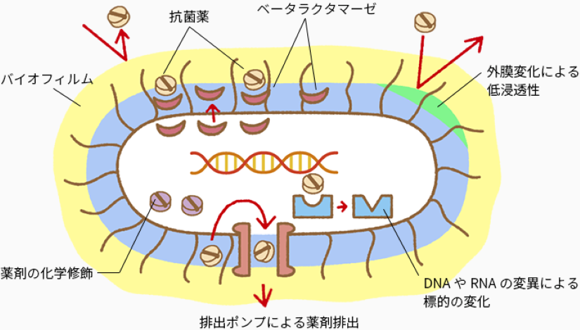 細菌の薬剤耐性メカニズムを示す図。バイオフィルム、ベータラクタマーゼ、外膜変化による低浸透性、薬剤の化学修飾、排出ポンプによる薬剤排出、DNAやRNAの変異による標的の変化といった仕組みが描かれています。
