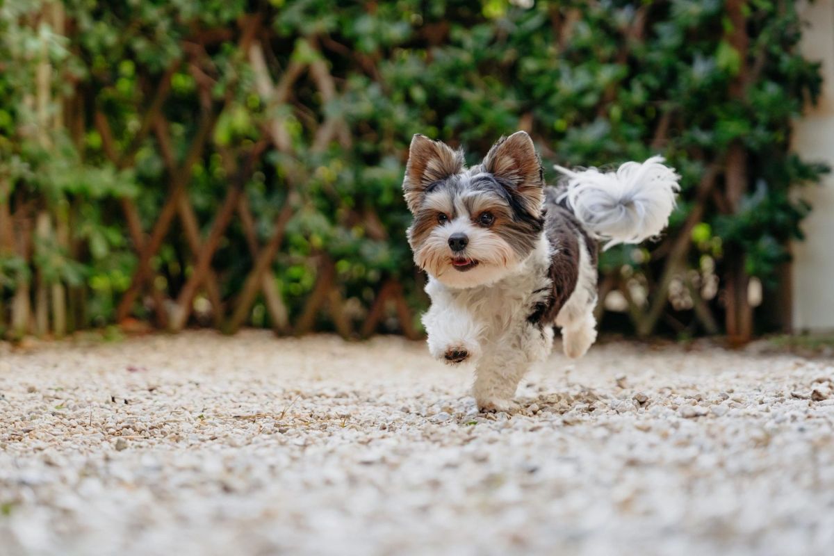 元気に走り回る子犬のイメージ画像