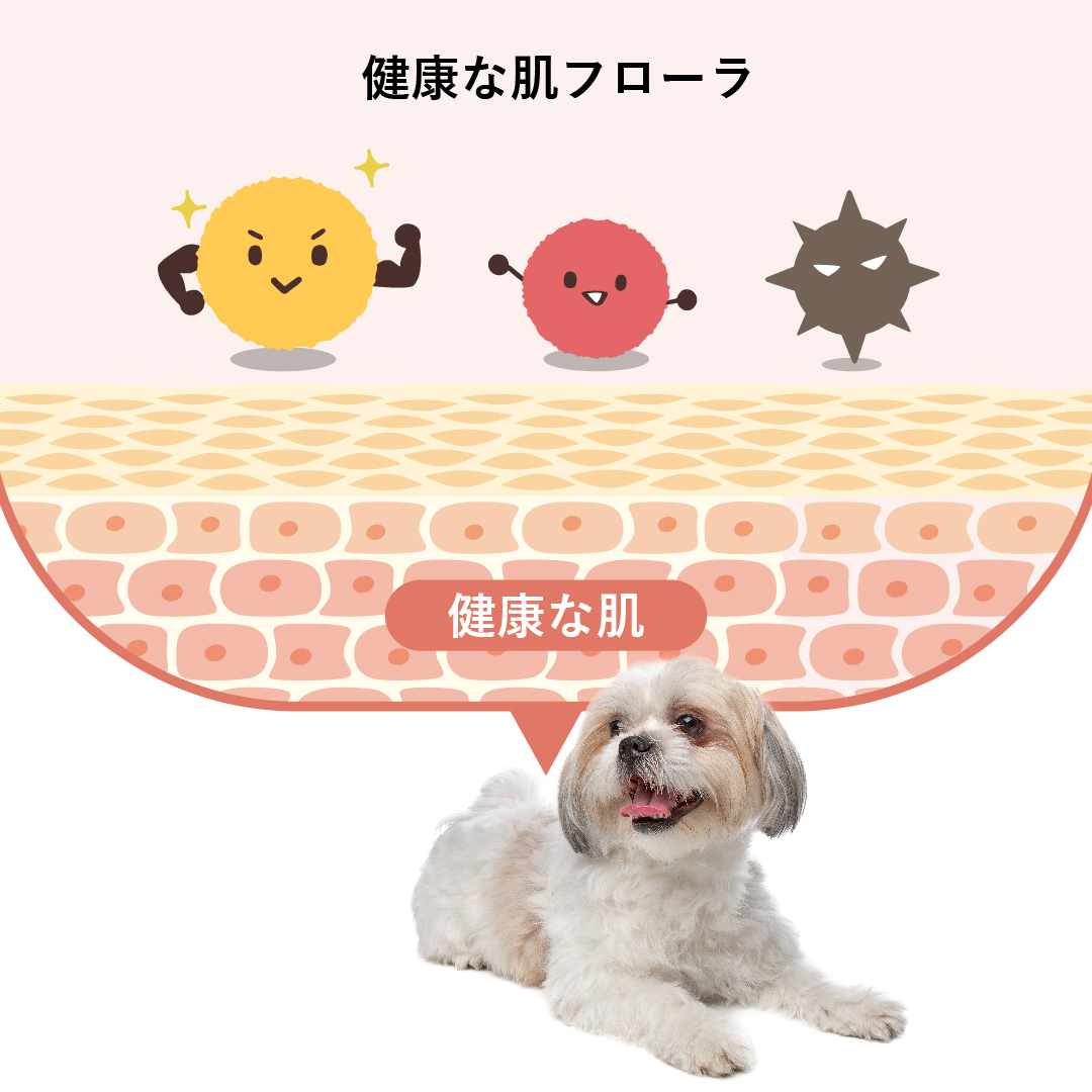 ケラトラックスは肌フローラを整えることでより健康的な地肌に近づけ、使うほどに、すっきり、さらさら素肌へ導くシャンプーです。