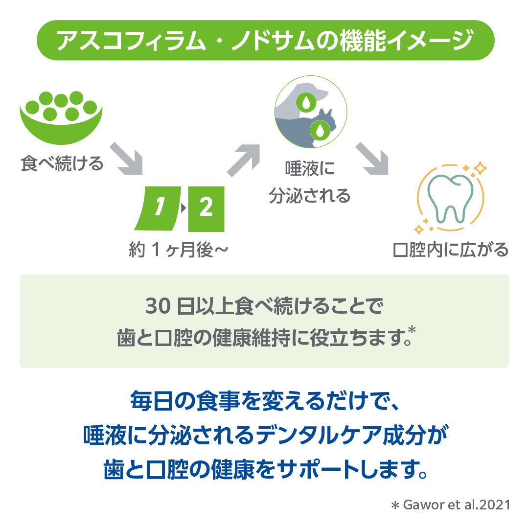 アスコフィラム・ノドサムの機能イメージの図。30日以上食べ続けることで歯と口腔の健康維持に役立ちます。