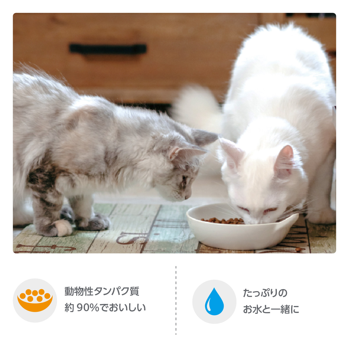 動物性タンパク質約90％で美味しい。たっぷりのお水と一緒に与えてください。
