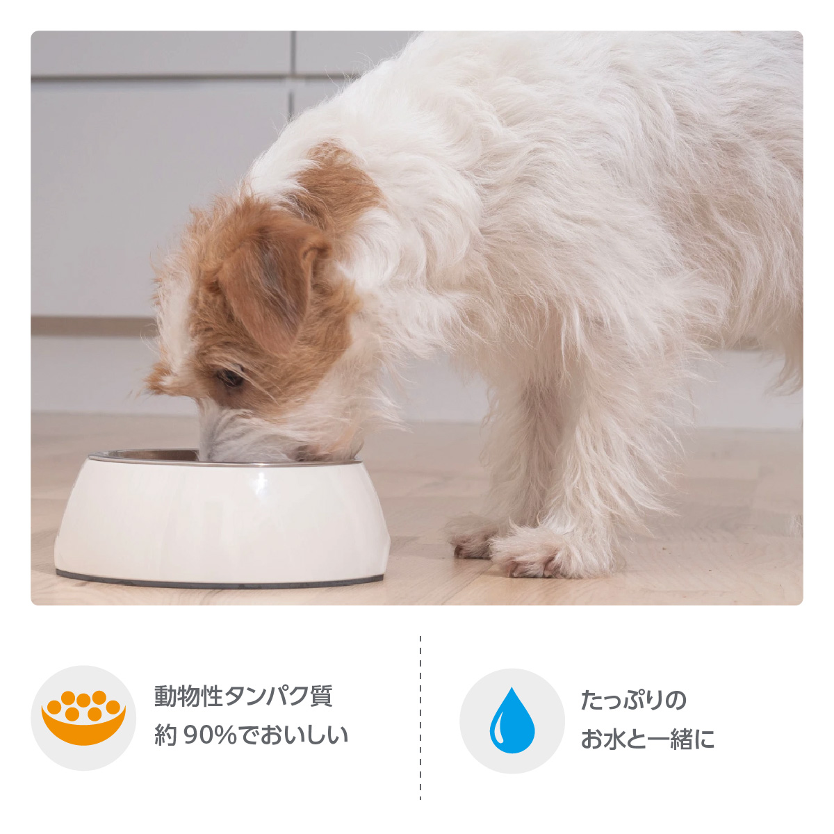 動物性タンパク質約90％で美味しい。たっぷりのお水と一緒に与えてください。