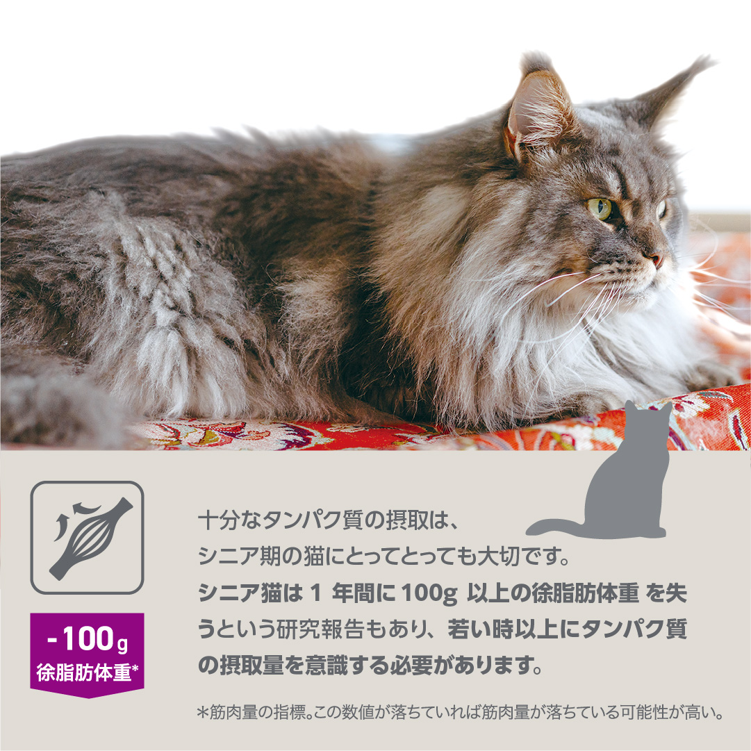 十分なタンパク質の摂取は、シニア気の猫にとってとっても大切です。シニア期は1年間に100g以上の徐脂肪体重を失うという研究報告もあり、若い時以上にタンパク質の摂取量を意識する必要があります。
