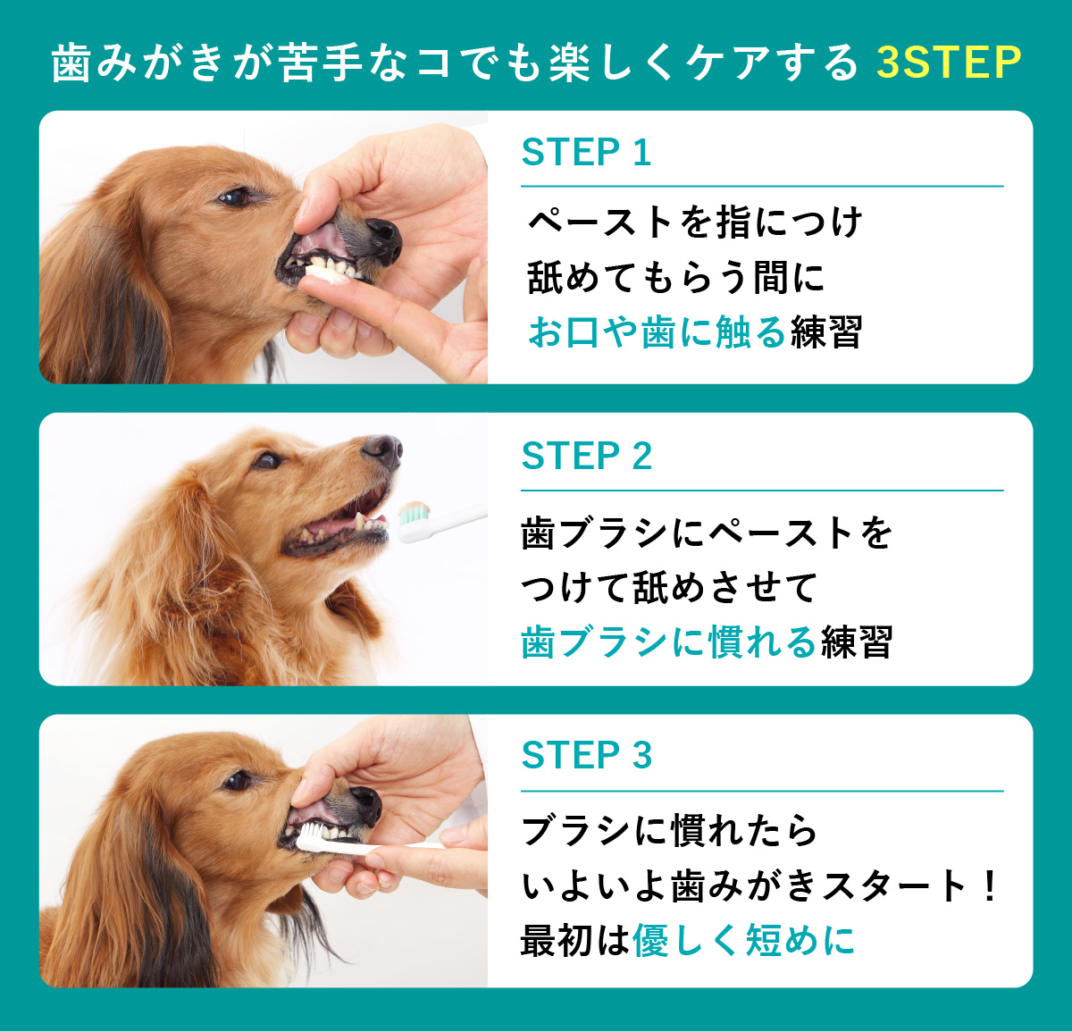 「歯みがきが苦手なコでも楽しくケアする3STEP（STEP1：お口や歯に触る練習、STEP2：歯ブラシに慣れる練習、STEP3：優しく短めに歯みがきスタート）」を写真付きで解説した画像。