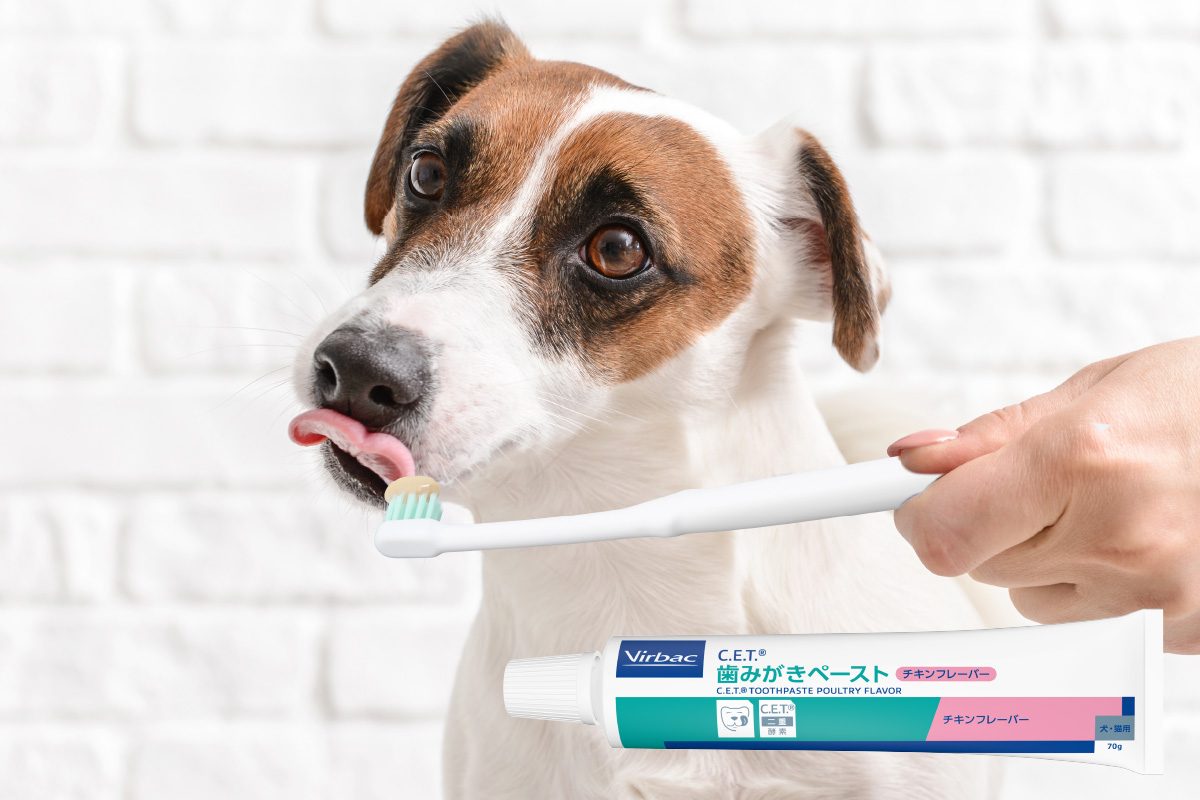 ペーストがのった歯ブラシを舐めようとしている犬と、「Virbac C.E.T. 歯みがきペースト チキンフレーバー」のチューブ。