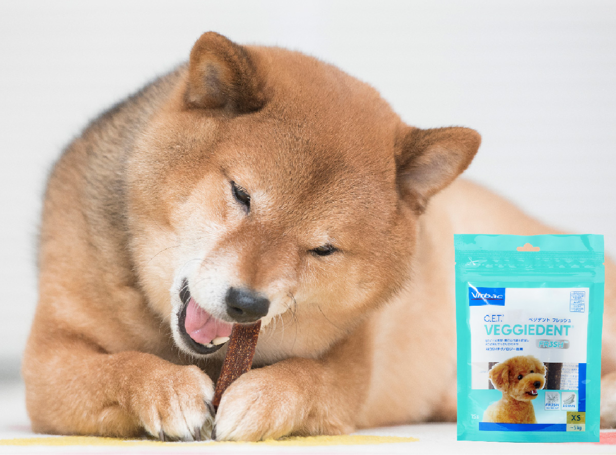 両前足で棒状のガムを押さえて噛んでいる柴犬と、その横に置かれた犬用デンタルガム「ベジデントフレッシュ」のパッケージ