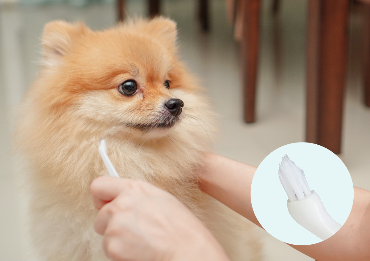 人に体を支えられながら歯ブラシを向けられている小型犬と、歯ブラシのヘッド部分の拡大図。