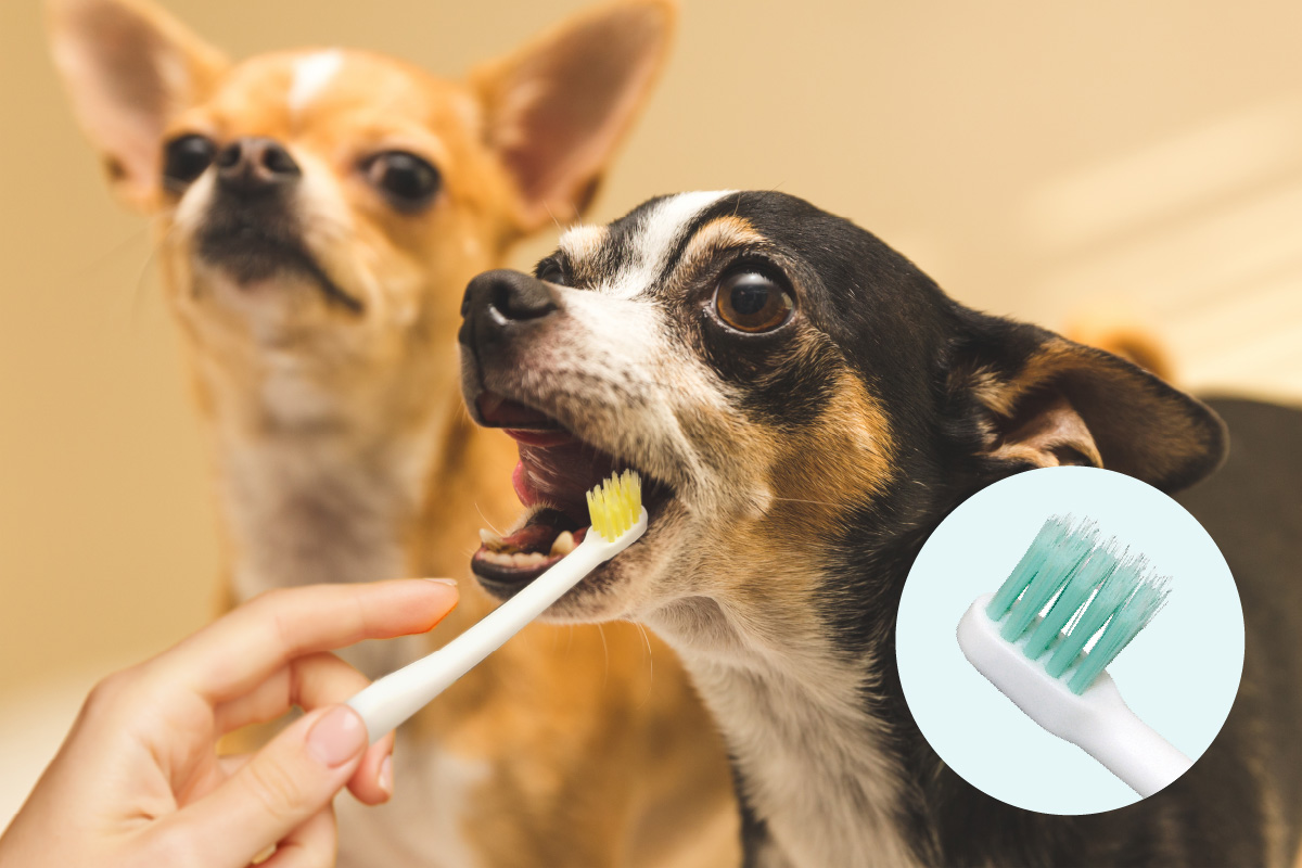 人に歯ブラシで歯を磨かれている犬と後ろにいるもう一匹の犬、および歯ブラシのヘッド部分の拡大図。