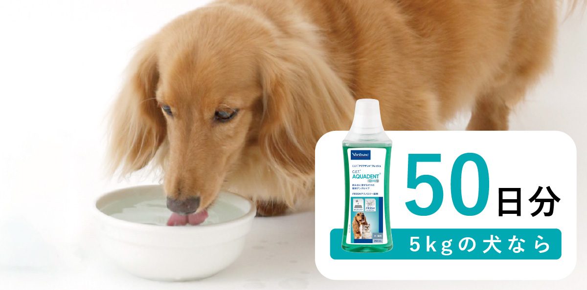 白いボウルから水を飲む茶色い犬と、「50日分 5kgの犬なら」と書かれた「Virbac C.E.T. AQUADENT フレッシュ」のボトル。