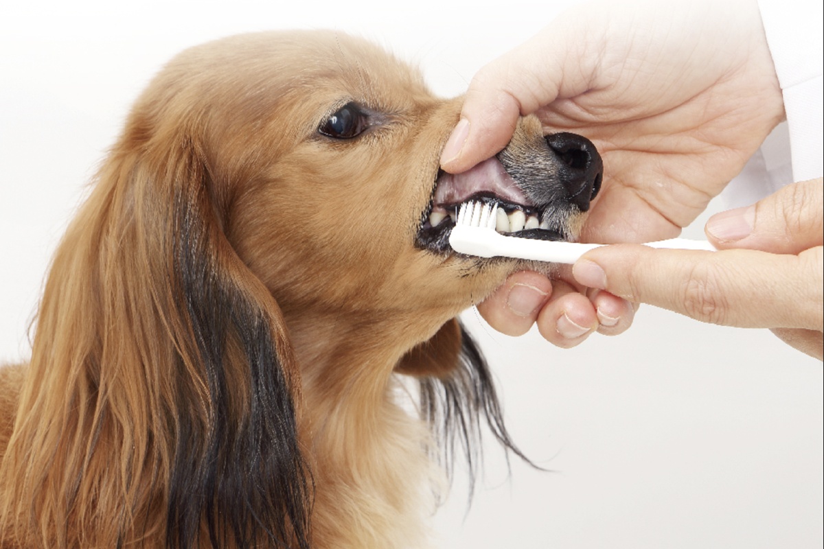 人の手で口元を開かれ、歯ブラシで歯を磨かれている茶色い犬。